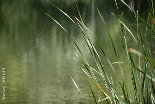 Green Typha latifolia reeds on pond shore with tree reflection background
