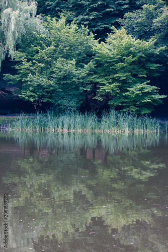 Lush green reeds on pond shore reflecting in water against dark forest