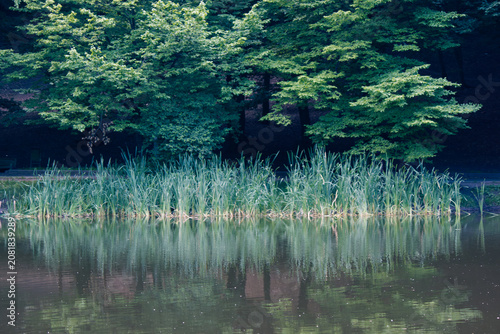 Lush green reeds on pond shore reflecting in water against dark forest