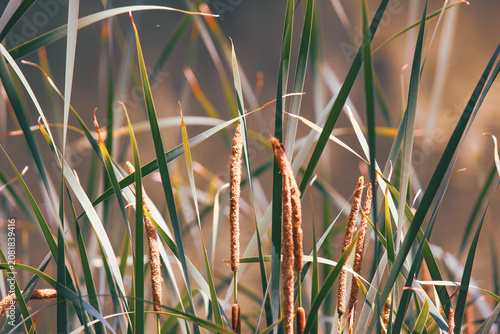 Muted sage green Typha latifolia reeds with brown fluffy cattail spikes