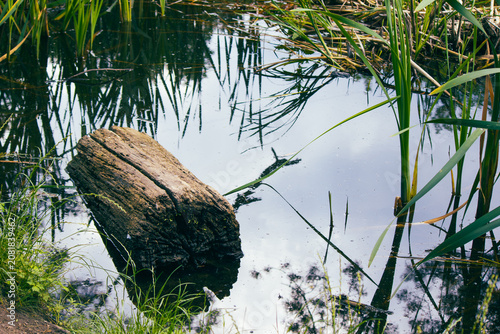Old weathered tree log floating in calm pond water surrounded by reeds