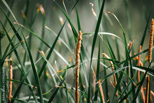 Sunlit green Typha latifolia reeds with brown fluffy cattail spikes