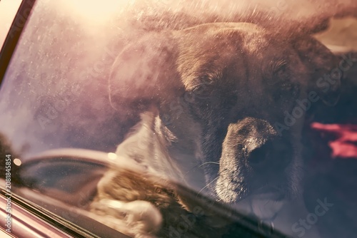 Distressed Dog Panting Behind Closed Car Window in Summer Heat
