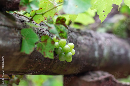 Fresh green grapes under summer sunlight
