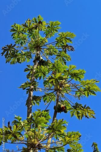 Papaya trees and blue sky in Sao Paulo, Brazil