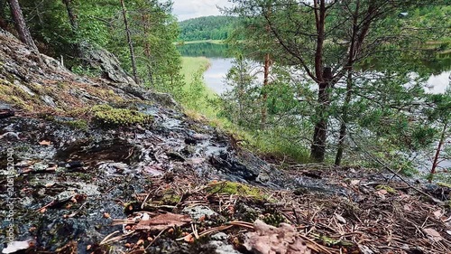 This image showcases a clear stream winding through a Karelian pine forest, past granite rocks and mossy terrain, with a serene lake beyond. Perfect for travel content, nature films, and outdoor edito