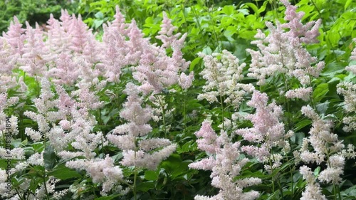 This image features astilbe (Astilbe spp.), also known as false spirea or feather flower, in pink and white hues. Ideal for garden design visuals, floral marketing, and botanical presentations.