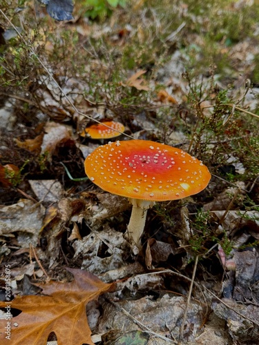 Fotografía fly agaric mushroom