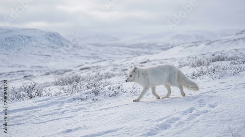 white wolf in snow