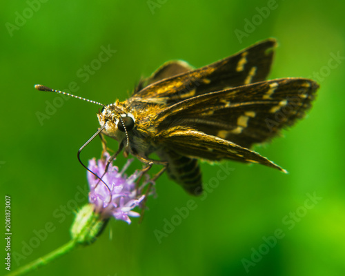 Small bee foraging on vivid red tropical flower with golden stamens, macro nature photography, Sri Lanka