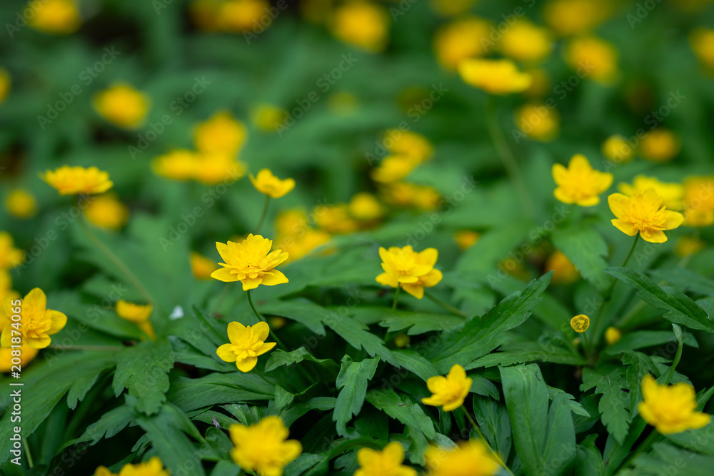 Obraz premium Double yellow wood anemones (Anemone ranunculoides 'Joel') blooming across a lush woodland floor in spring, forming a vibrant carpet of golden wildflowers among fresh green foliage. 