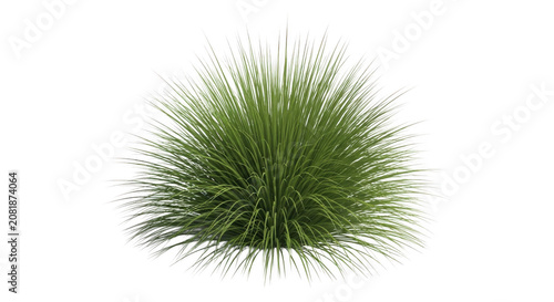 Lush green ornamental grass clump with fine blades isolated on transparent background