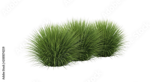Lush green ornamental grass clumps in soft natural light against a transparent background