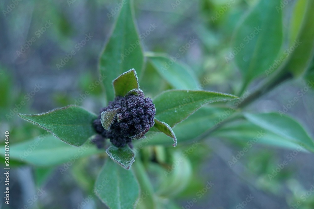 Fototapeta premium Dark burgundy floral clusters emerging among fresh green foliage in early spring