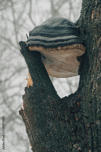 фотографія Detailed view of woody polypore shelf mushroom attached to damaged bark