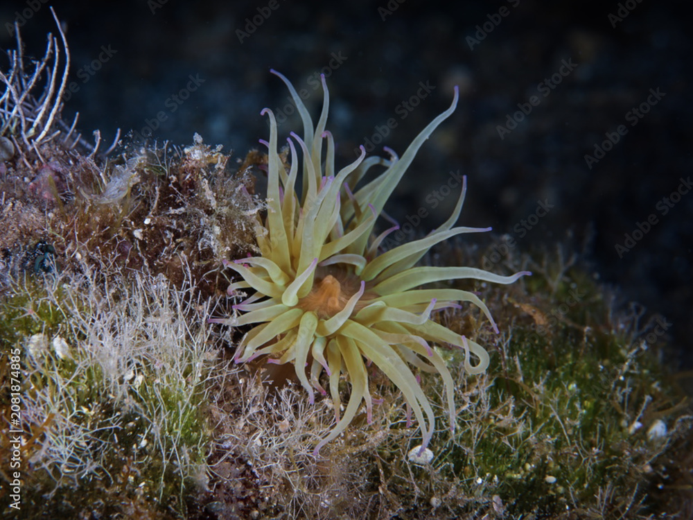 Naklejka premium Mediterranean snakelocks anemone