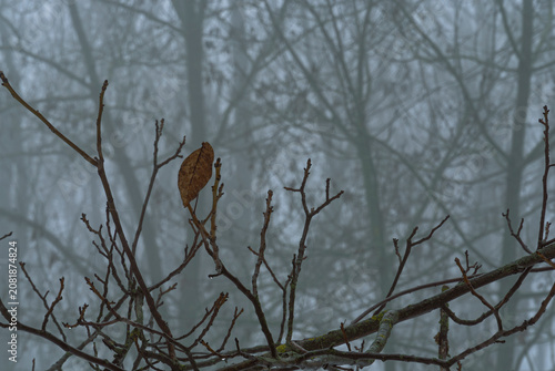 Foto Quiet interplay of skeletal branches and lingering leaf in early winter mist