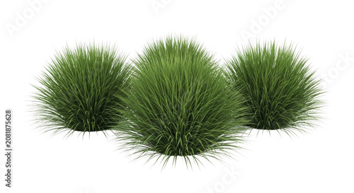 Lush green ornamental grass clumps in bright studio lighting against a pure white background isolated on transparent background