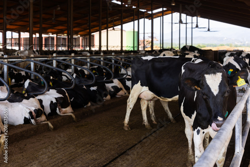 Cows in pen at livestock farm