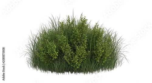 Lush green shrub and tall grass growing in natural light isolated on transparent background