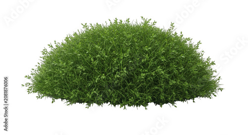 Lush green shrub with dense foliage isolated on transparent background during daylight