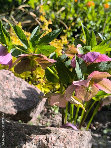 Flowering bush with delicate drooping flowers in low Helleborus in the garden.