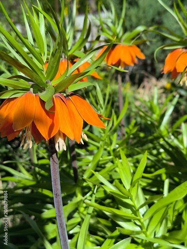 Flowering Fritillaria with delicate orange drooping flowers in the garden