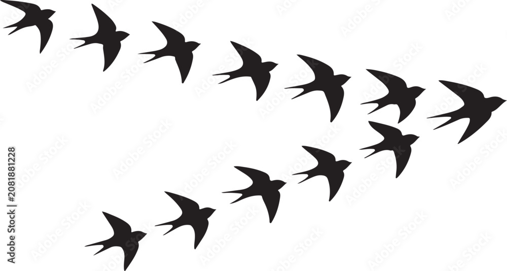 Fototapeta premium Flock of swallows flying in formation silhouette vector