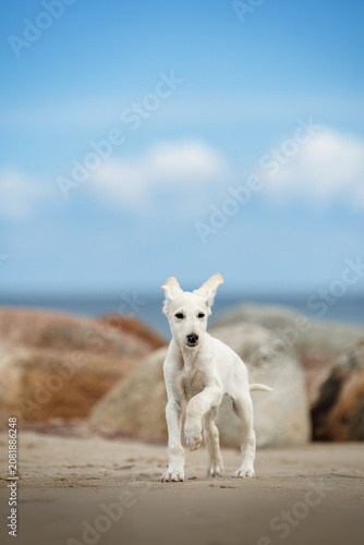 cute saluki puppy runs on a beach in summer