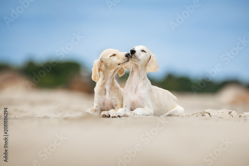 Photos two saluki puppies lying on the beach together being affectionate
