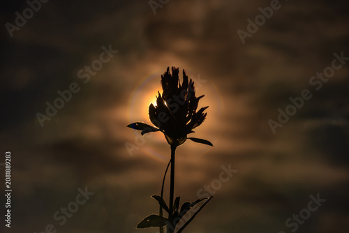Kleeblüte im Gegenlicht