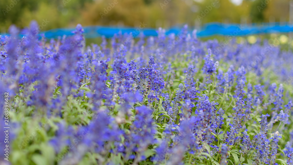 Obraz premium Beautiful Field of Blue Salvia Flowers Blooming in the Autumn Park with Soft Blurred Bokeh Background