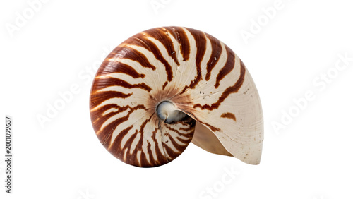 Fotografía Nautilus shell with striped pattern on transparent background