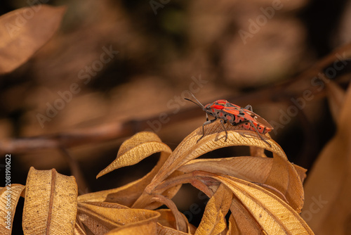 Red & Black Soldier Bug - Spilostethus pandurus