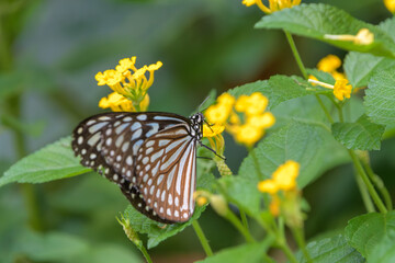 Close Up of Beautiful Ideopsis Similis Blue Glassy Tiger Butterfly Sucking Nectar on Yellow Lantana Flowers