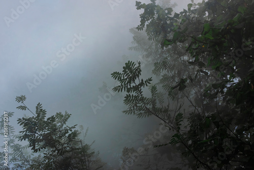 Foto Pale smoke blankets woodland like fog, a serene yet ominous ambiguous atmosphere