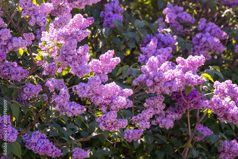 Fototapeta premium Purple Lilac pink flower Blossom. Syringa Flowers spring nature. Floral background