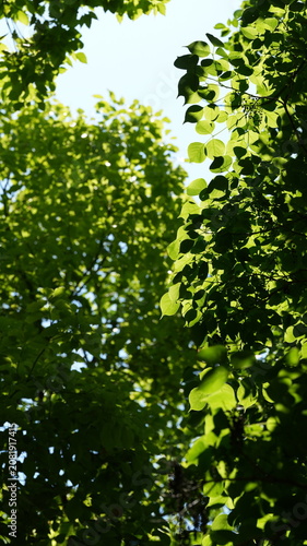 The fresh green leaves view with the sunlight on them in summer