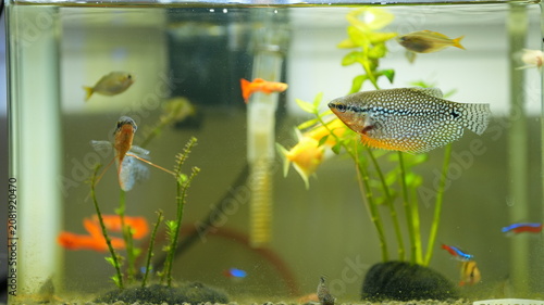 Obraz na plátně The fishes swimming in the glass fish tank