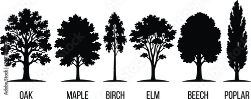 Fotografie Deciduous tree silhouettes set featuring labeled oak maple birch elm beech and p