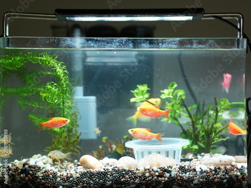 The fishes swimming in the glass fish tank