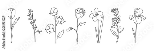 Foto Set of seven minimalist line drawings of flowers including tulip, lily of the va