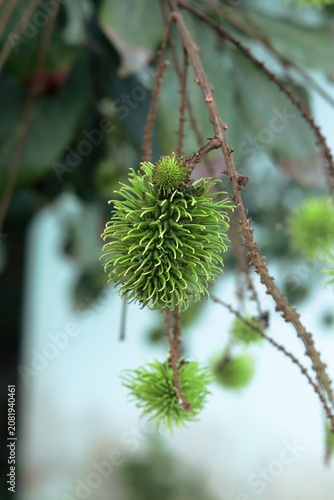 Unripe rambutan fruit growing on tree branch