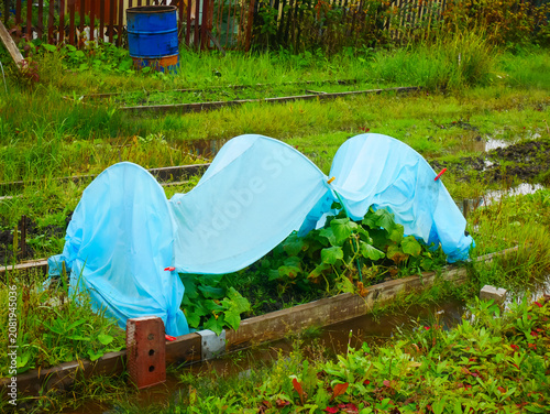 Cucumber plants under blue protective cover in garden bed. Greenhouse arch structure for vegetable growth and protection against harsh weather in organic farm or rural backyard plot.