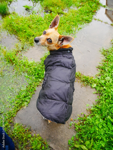 Small dog wearing warm black jacket walking in park. Cute terrier mix pet standing on path after rain. Cold autumn weather clothing for canine, outdoor lifestyle animal concept.