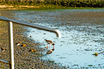 An Eurasian oystercatcher leads its chicks while foraging on tidal mudflats at low tide. Coastal wildlife photographed in vertical format.