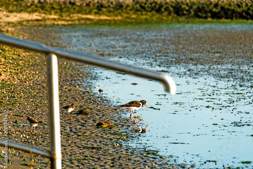 Foto A Eurasian oystercatcher with its chicks forages on the tidal flats