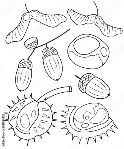 Foto Autumn forest seeds collection including acorns maple samaras and chestnuts blac