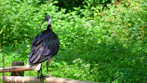 The Straw-necked Ibis, Threskiornis spinicollis is a bird of the ibis and spoonbill family Threskiornithidae. 