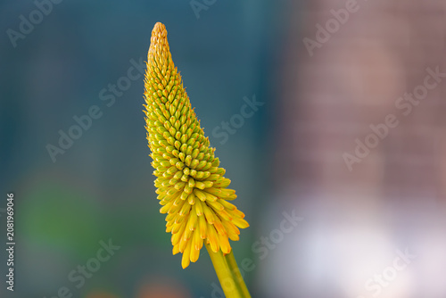 Selective focus of yellow flowers in the garden, Kniphofia uvaria or common names Tritoma, Red hot poker, Torch lily and Poker plant is flowering plants in the family Asphodelaceae, Natural background